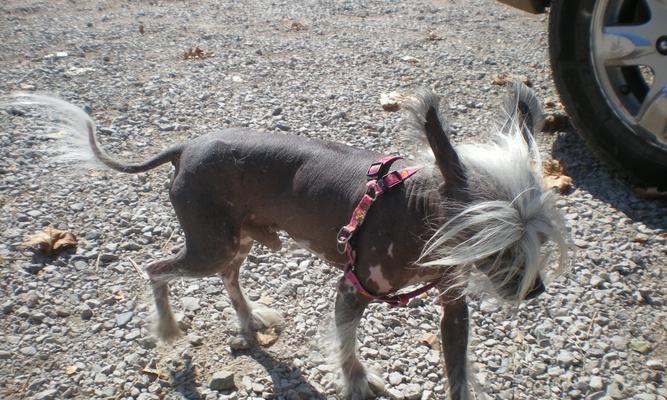 中国冠毛犬的寿命能达到多久？（解析中国冠毛犬的寿命与长寿原因）