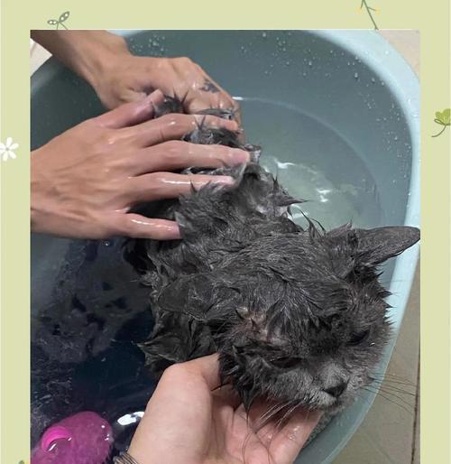 探讨狗狗药浴的最佳泡浴时间（狗狗药浴的时长选择是多久为宜？）