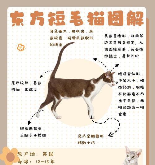 猫咪智商排行榜（揭秘世界上最聪明的猫咪是谁？）