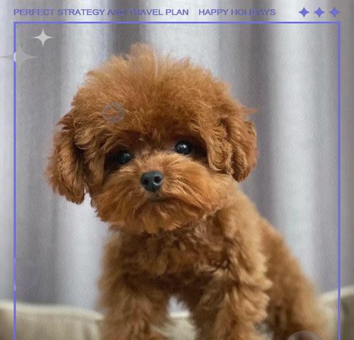 泰迪犬全年龄阶段的饲养注意（了解泰迪犬不同年龄阶段的需求，打造健康快乐的宠物生活）