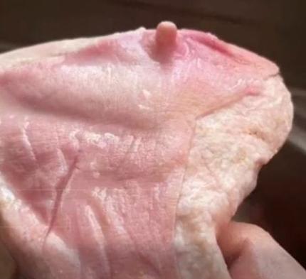 母猫乳头的颜色是否意味着怀孕？（探究母猫乳头颜色和怀孕之间的关系，揭开猫咪身体变化的秘密）