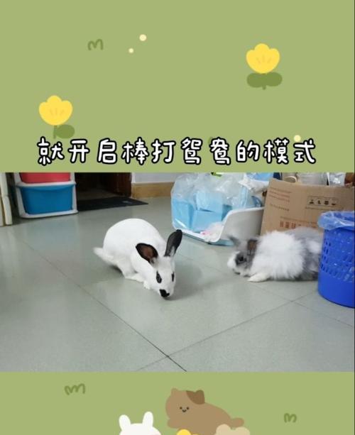 兔子绝育后的排便情况（探究兔子绝育后多久能正常排便的时间）