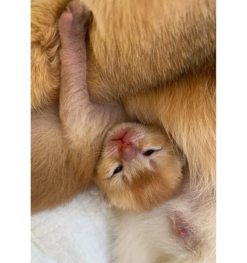 猫咪的生长过程（揭开小猫眼睛背后的秘密，了解成长中的猫咪）