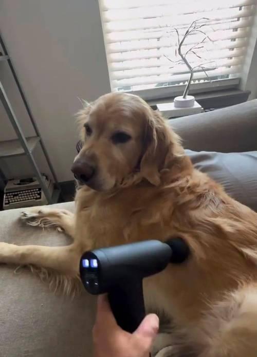 金毛犬开始掉毛的时间及原因（金毛犬掉毛周期、掉毛原因及护理要点）