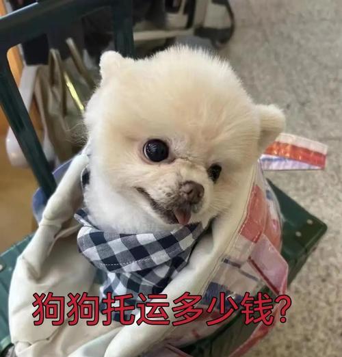 狗狗空运到家的须知（了解狗狗空运，让你的毛孩安全归家）