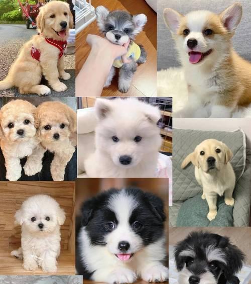 小型犬的魅力与养护（探索小型犬品种的特点与护理技巧）