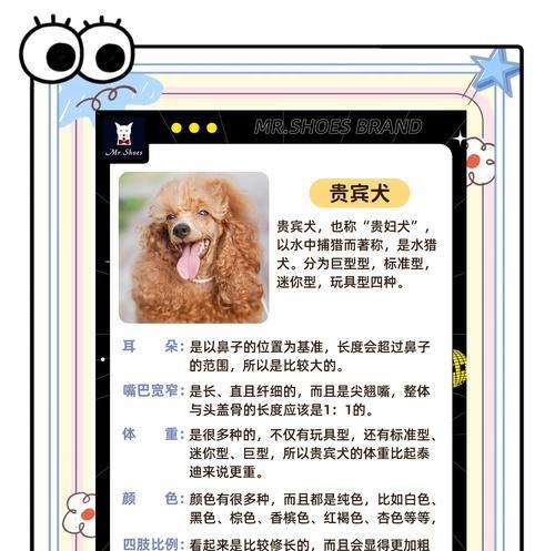 泰迪犬买回来多久能洗澡？（探究泰迪犬适合洗澡的最佳时间）
