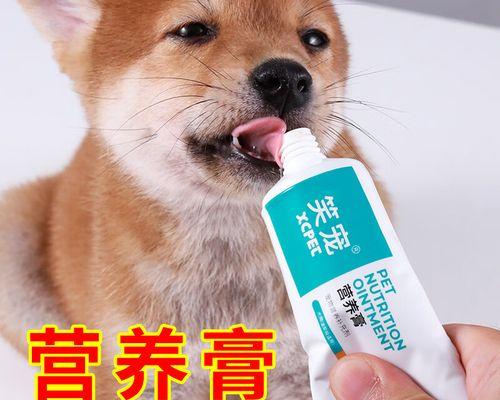 狗狗的补钙时间表（科学补钙，让狗狗健康成长）