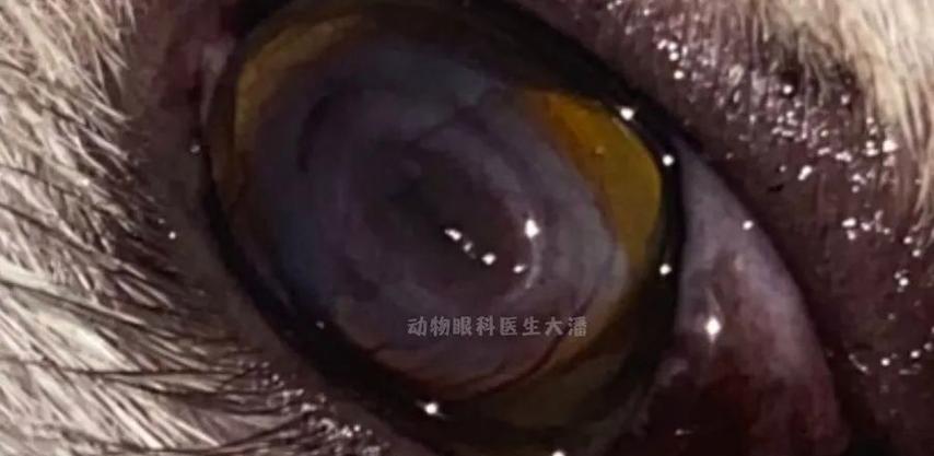 猫角膜腐骨脱落的过程与时间（解密猫角膜腐骨脱落的关键因素及时间预测）
