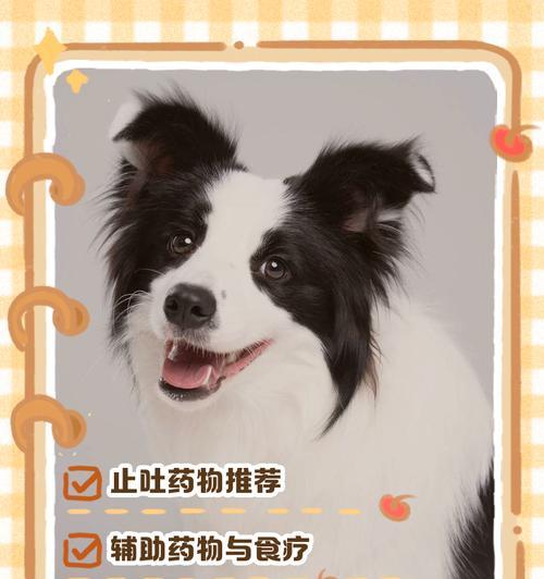狗狗误食药物的危险性及预防方法（如何处理狗狗误食药物事故，让它们远离风险）