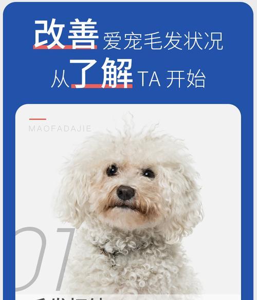 博美犬的正确喂食方法（4个月大的博美犬应该吃多少狗粮？）
