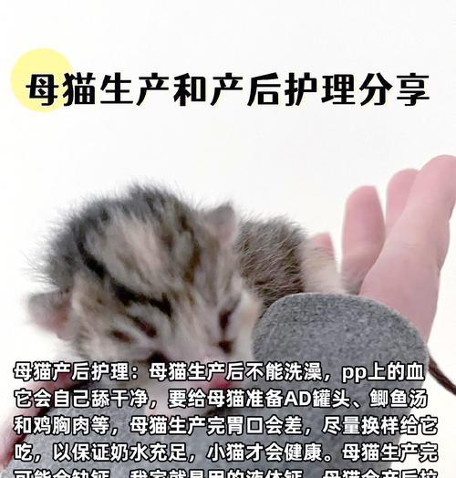 母猫生完小猫后再次怀孕的时间周期（了解猫咪的繁殖间隔周期和注意事项）