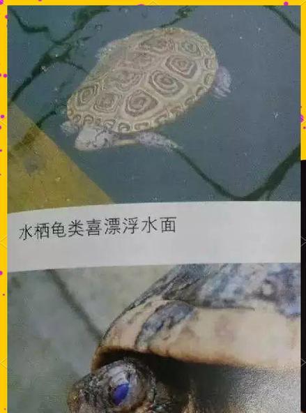 乌龟肺炎（探究乌龟肺炎患者张嘴呼吸的持续时间与健康状况的关系）