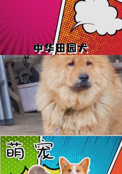 狗尸体在土壤中分解的过程（从死亡到融入大自然的旅程）