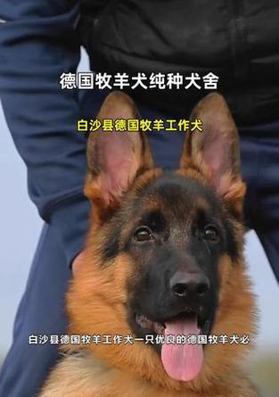 德国牧羊犬价格及养殖要点（了解纯种德国牧羊犬的价格和养殖要点，打造理想的宠物伴侣）