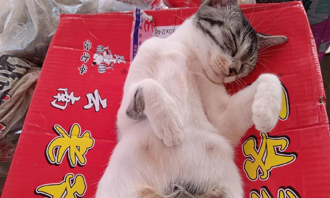 以猫下猫后吃什么食物？（猫咪健康饮食指南）