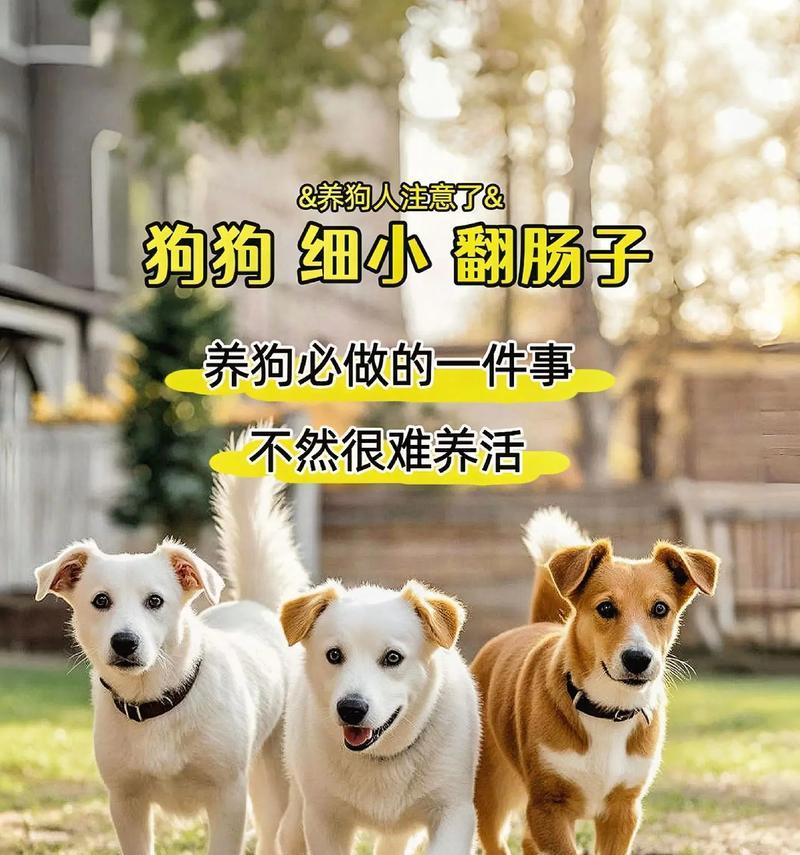 适合家里有小孩的狗狗，安心又省力！（几种适合与小孩相处的狗狗推荐）