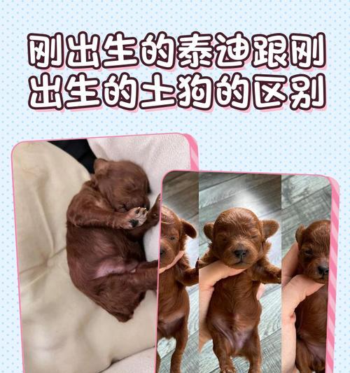 泰迪长毛时间及护理要点（从出生到长满毛需要多久？如何正确护理？）