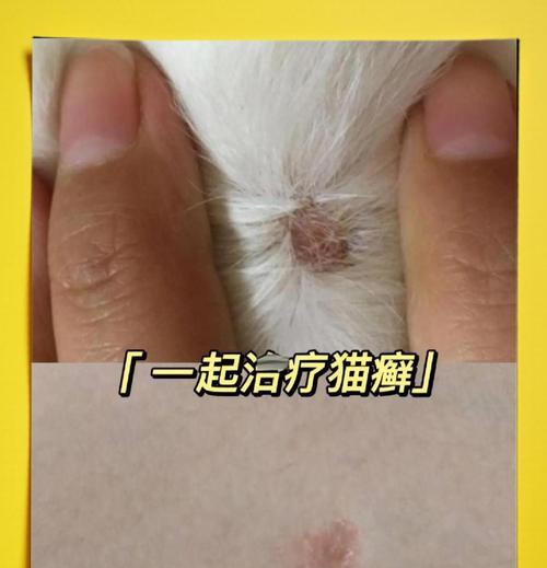 猫咪头上癣的治疗周期究竟有多长？（揭秘猫咪癣疗程及关键影响因素）