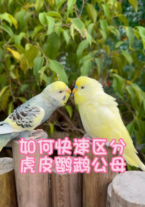 如何帮助虎皮鹦鹉降温？（关于虎皮鹦鹉怕热的原因和有效的降温方法）