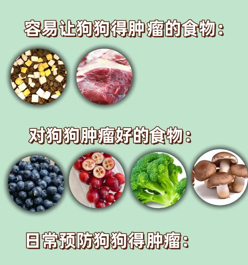 金毛幼犬的饮食指南（为您的金毛幼犬提供均衡营养的食物）