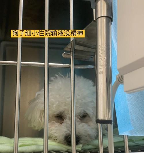 细小复发原因与预防措施（细小病毒的复发周期及关键防控要点）