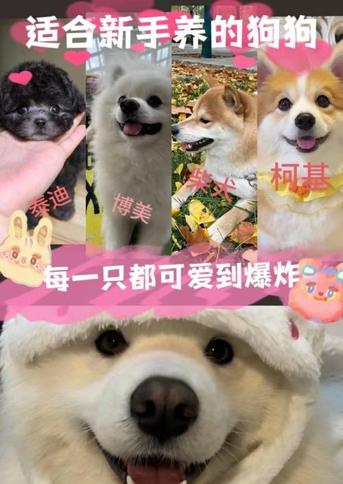 如何挑选一只品相好的边牧（新手养犬必读，边牧选购全攻略）