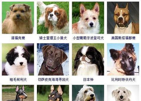 狗狗价格揭秘（从金毛到贵宾，不同品种狗狗价格参差不齐）