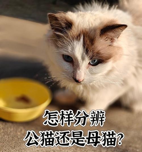 生猫咪的间隔多久合适？（了解猫咪繁殖周期，关键是把握时机）