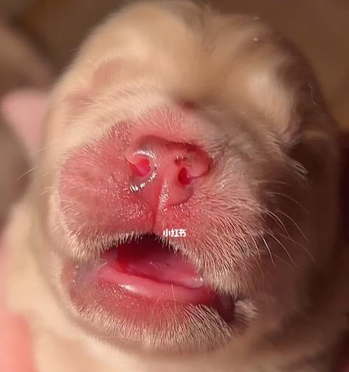 金毛出生后多久必须开始食用固体食物？（了解金毛犬幼崽生长发育的饮食需求和时间表）