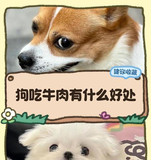 狗狗的最爱（揭秘狗狗喜欢的蔬菜，让营养更全面）