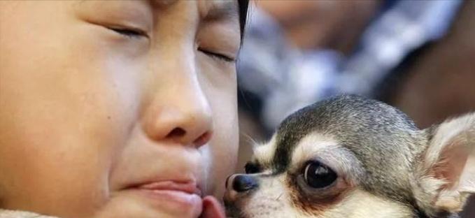中华田园犬太瘦了怎么解决？如何帮狗狗增肥？（营养调整与适当运动是关键）