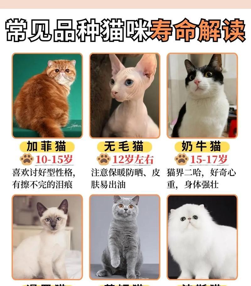 猫咪寿命的长短与特征（了解猫咪寿命的决定因素及特征，保护它们的健康）