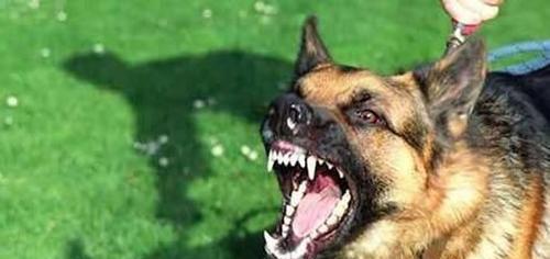 狂犬病的早期症状及预防措施（狗狂犬病的症状、传播方式和预防方法）