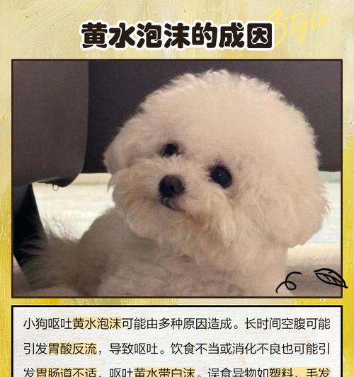 狗狗吐白色泡沫的原因及情况分析（了解狗狗吐白色泡沫的原因，保护它们的健康）