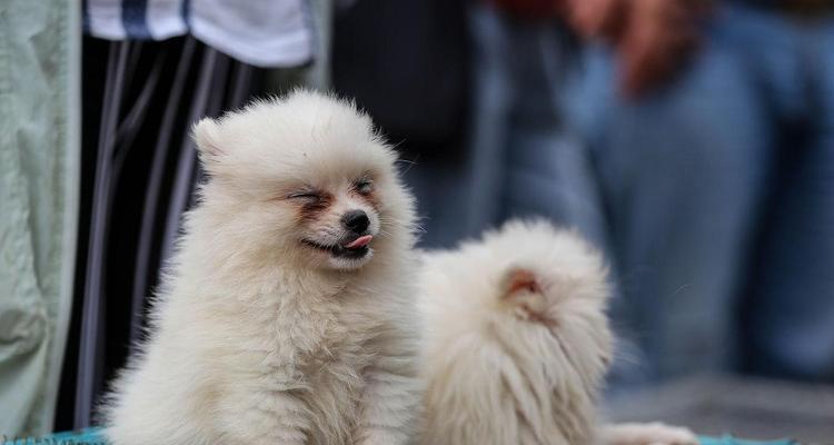 如何确定三个月大的博美犬的饮食量？（根据狗狗的情况确定最适合的食物量）