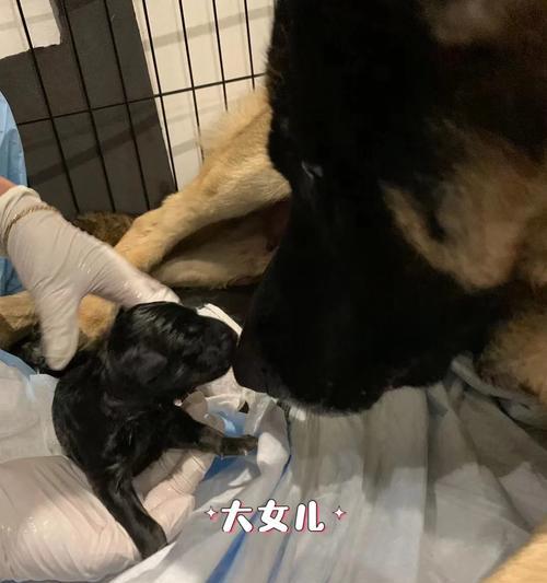 母狗羊水破后的生产过程剖析（揭秘母狗羊水破后的分娩时长及注意事项）