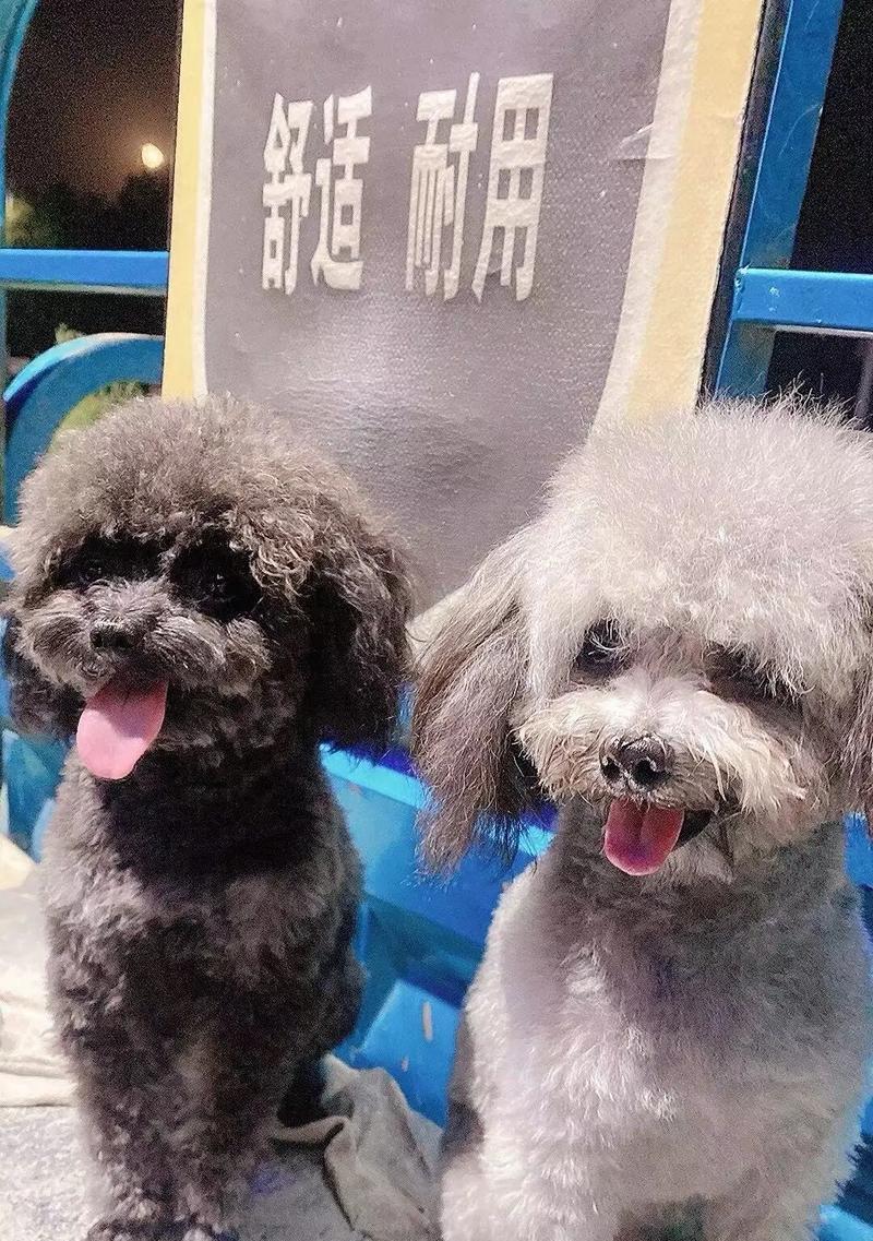 金萨混血宝宝——温暖的毛绒天使（金毛与萨摩耶的结合，带给你无尽的温暖和快乐）
