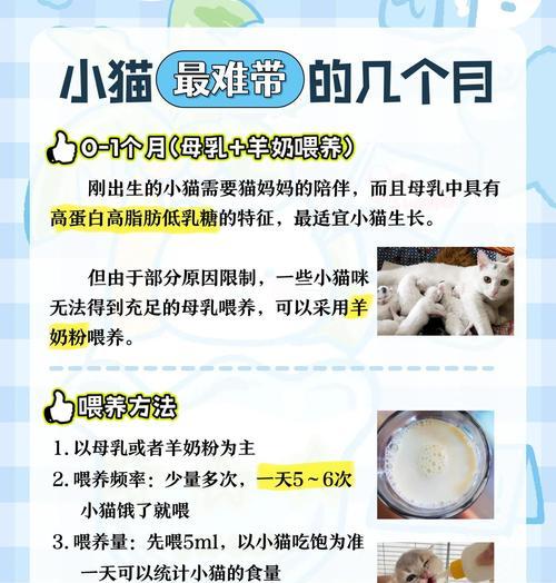 小猫仔成长过程中的饮食需求（从离开母猫到能独立进食，这是一段多久的旅程？）