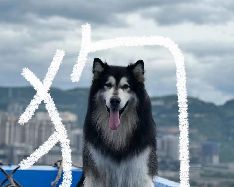带狗游玩的旅游景点推荐（与你的狗一起畅游世界的绝佳选择）