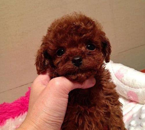 养一只泰迪犬到底要花多少钱？（揭开宠物消费的误区，掌握合理养宠经验）