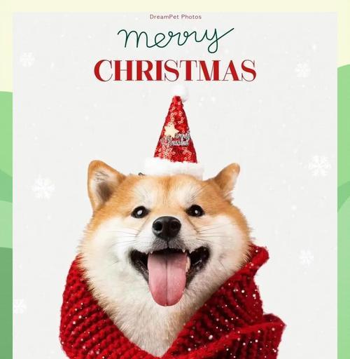 科学养柴犬的方法（柴犬喂养指南）