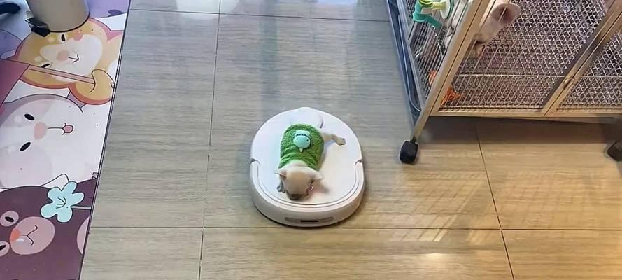 以法斗训练科目解析（探索法斗训练的关键课程和技巧）