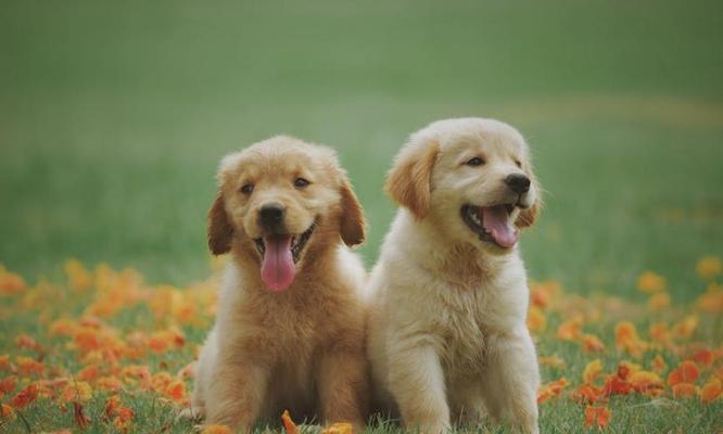 狂犬病（动物携带狂犬病的种类及预防措施）
