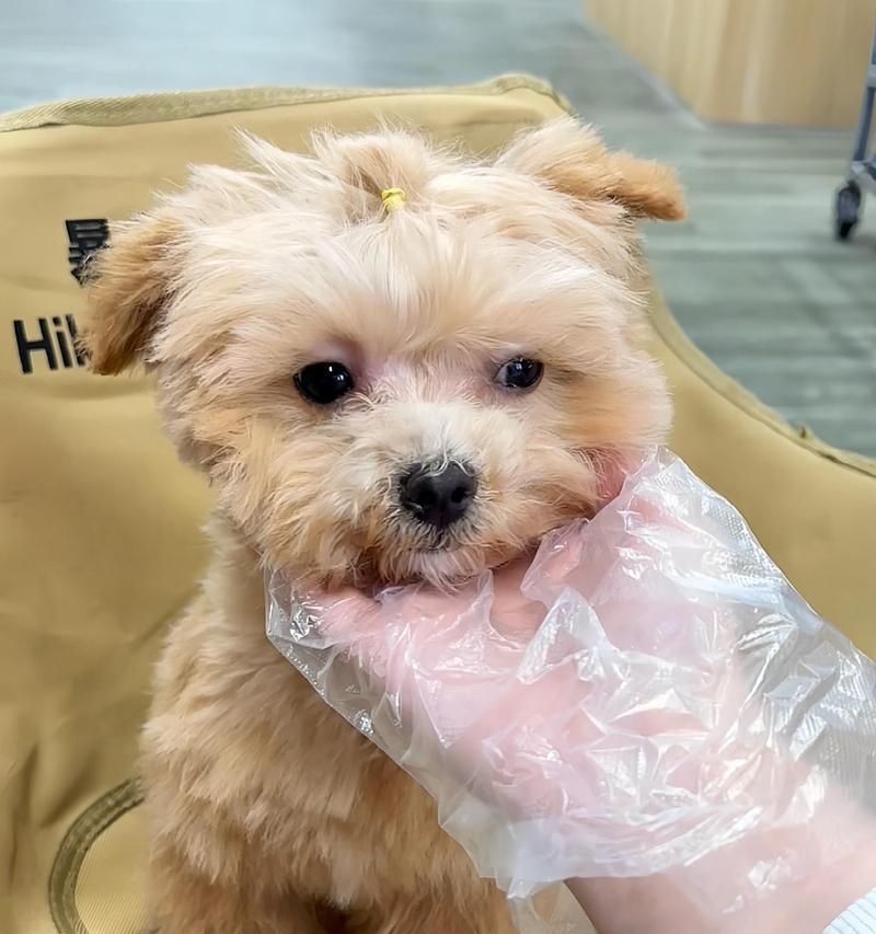 可爱小宠物的世界（探索微型宠物的魅力与乐趣）