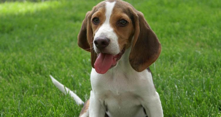 畜牧犬（畜牧犬在农业生产中的重要作用）