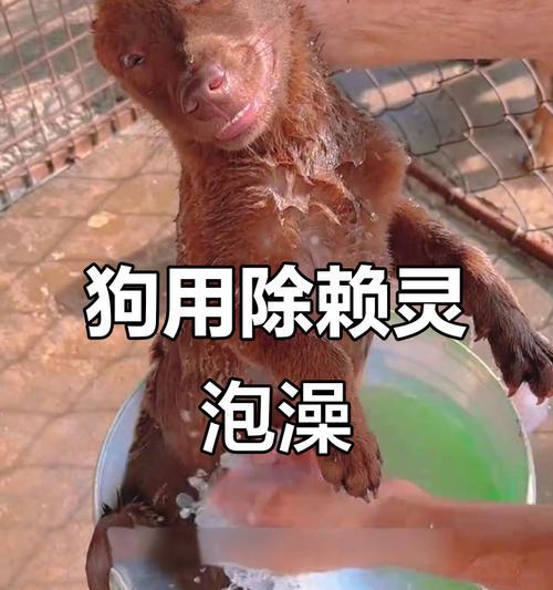 小狗泡药浴需要多久？（了解小狗泡药浴的时长和注意事项）