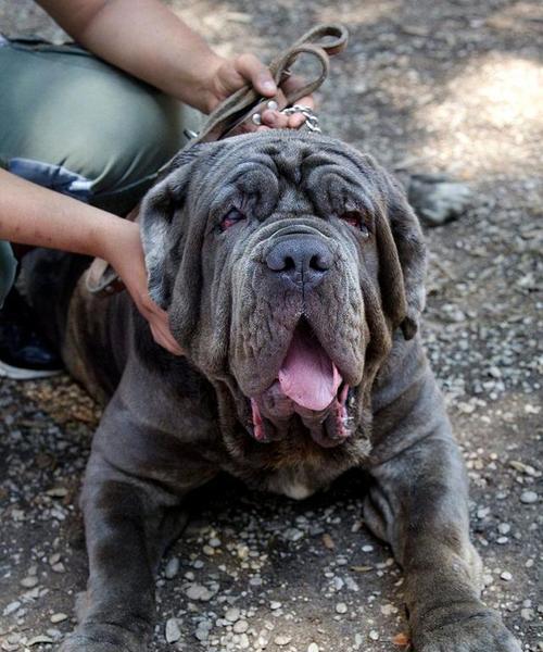 斗牛敖犬（外貌特征与性格特点一览）