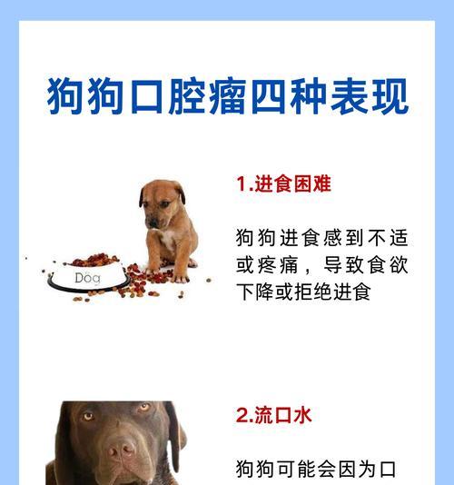 狗口腔溃疡的症状及预防措施（了解狗口腔溃疡的症状和如何预防，给你的宠物一个健康的口腔）