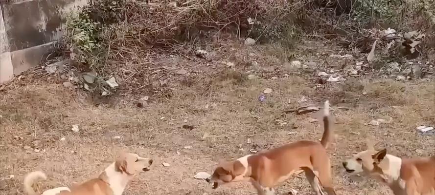 犬配种常见障碍及解决方法（种犬发生配种障碍的原因及应对策略）